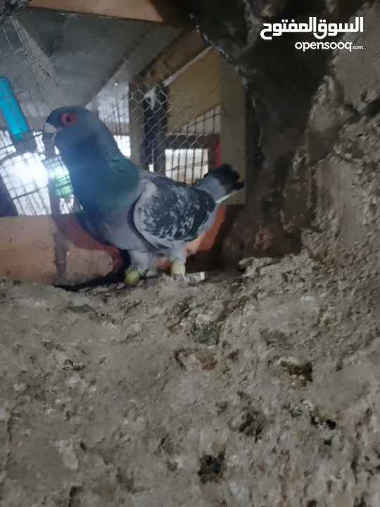 متاح جواز و حبات فلت موجودات طبربور سعرهن كويس
