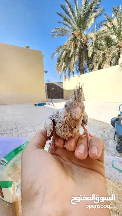 baby cockatiels