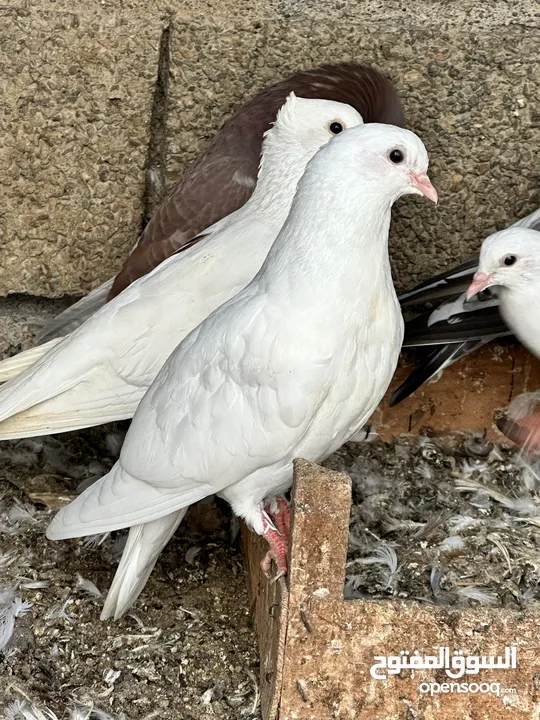 Mixed Variety of Pigeons