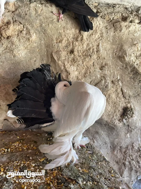 جواز حمام للبيع كوم