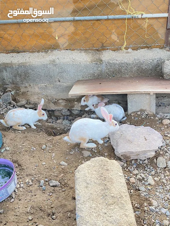 للبيع ارنب عماني
