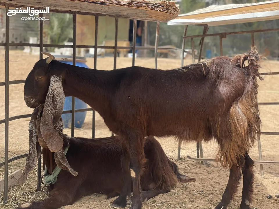 ماعز عربي جنس قبرصي الله يبارك معيز حليبً ودلال ترياء