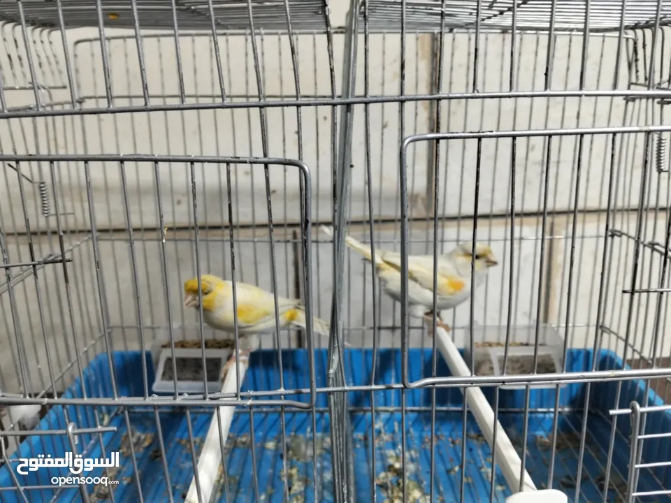 متاح بعد الصلاه على النبي كنار ذكور و اناثي المعني اقرا الوصف