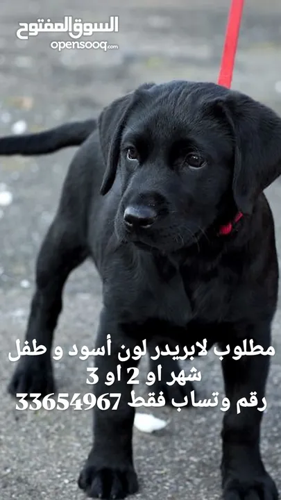 مطلوب لابريدر لون أسود و طفل شهر او 2 او 3