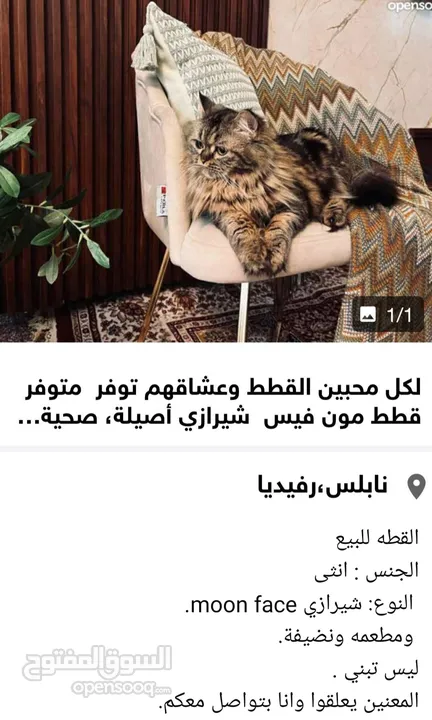 لكل محبين القطط قطة هملايا مكس شيرازي وقطة مون فيس شيرازي للبيع بسعر العرض