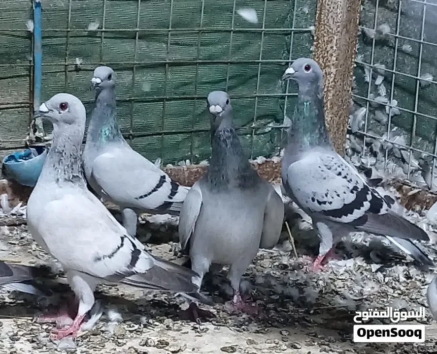 للبيع حمام الزاجل سلفر بلو تشك - (247884181) | السوق المفتوح