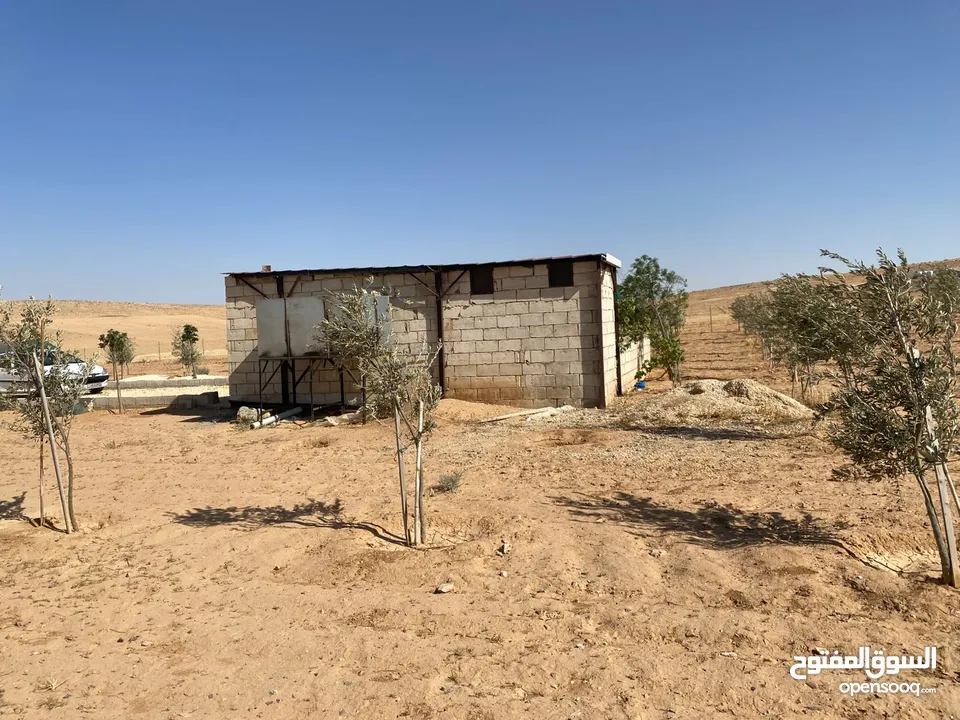 مزرعه زيتون