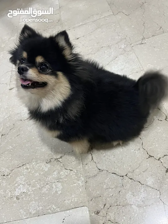 Pomeranian Female