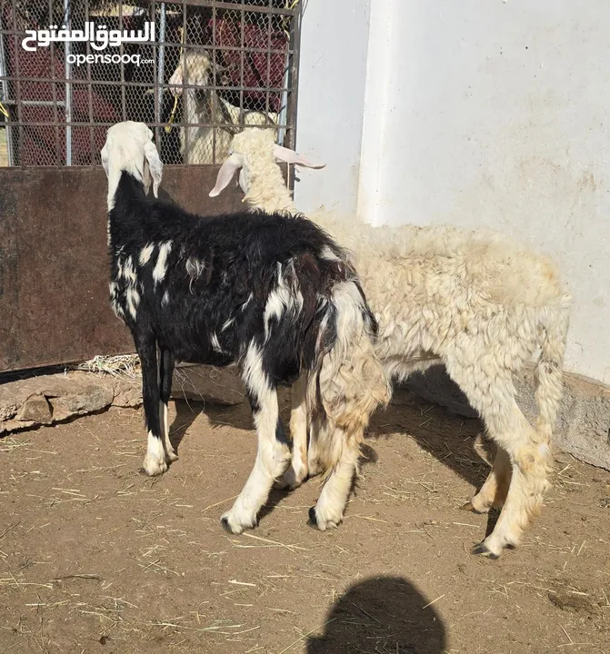 جعد نجديات أصل عشرات ما شاء الله عليهن لراسين العدد 2 الي يريد يربي لا يفوت