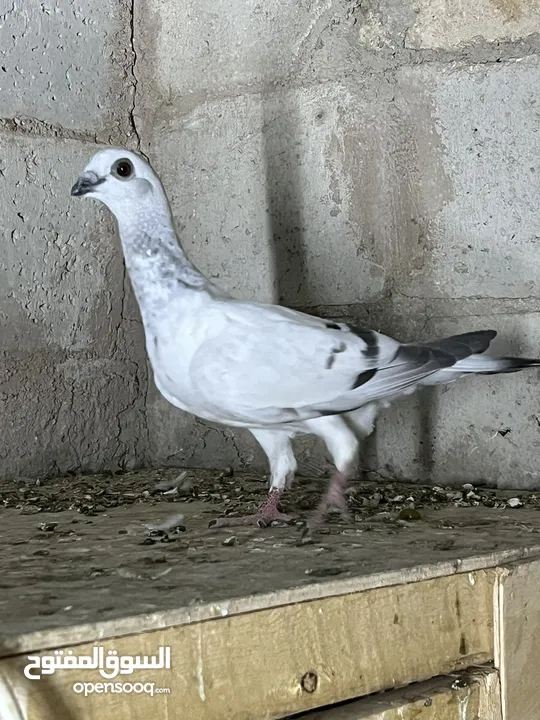 فراخ للبيع