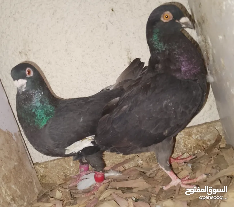 حمام جواز بصلات على نبي الحبه ب دينارين واغلبو تحتيو فراخ وبيض