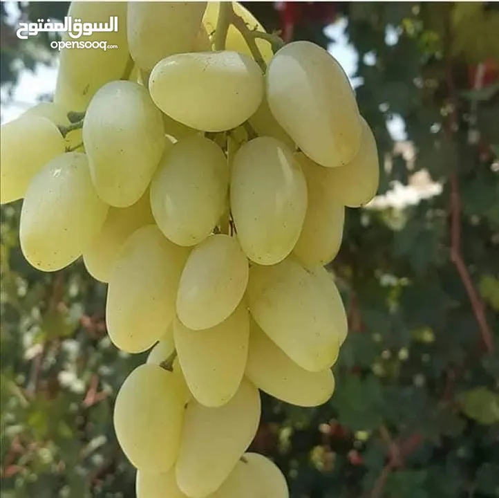 جميع الاشجار المثمرة والزينه  تنسيق وزراعة الحدائق الخارجيه والداخليه  صيانة الحدائق وتشكيل الأشجار