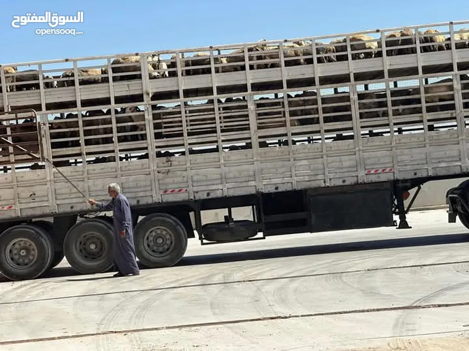 اغنام للبيع