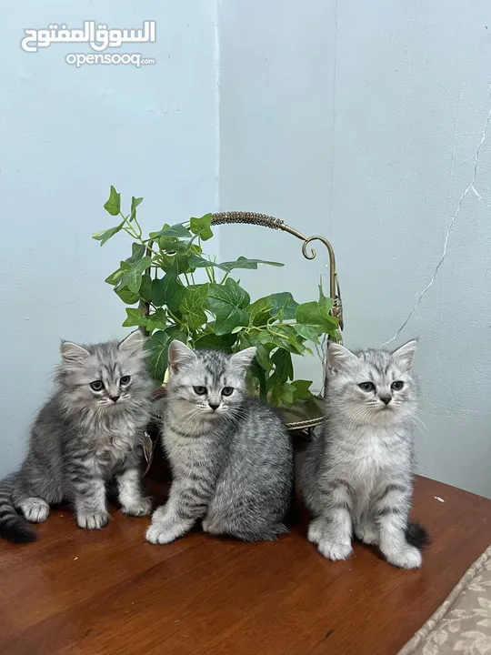 3 قطط للبيع 2 ذكور و 1 اناث