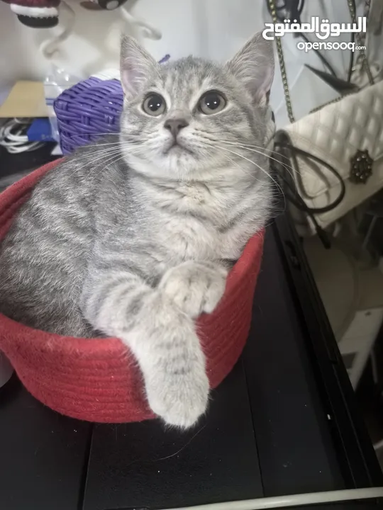 British Shorthair Blue Cat Tabby, Pure White Cats with Heterochromia Iris