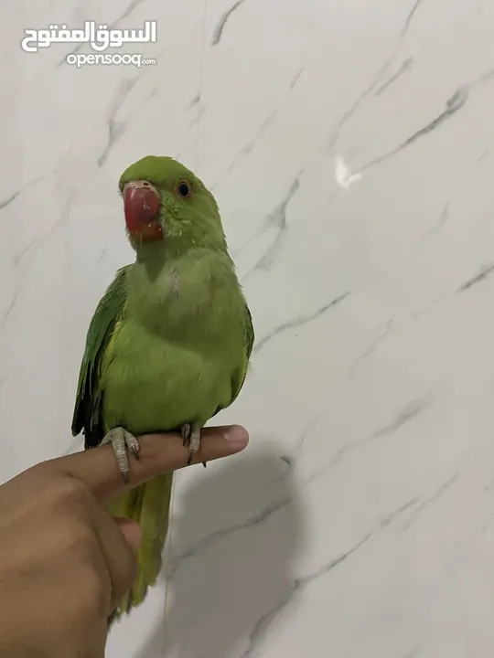 ببعاد دره اليف جدااااااااا