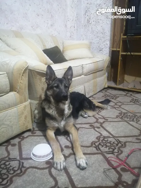 أنثى جيرمن شيبرد عمرها ست شهور