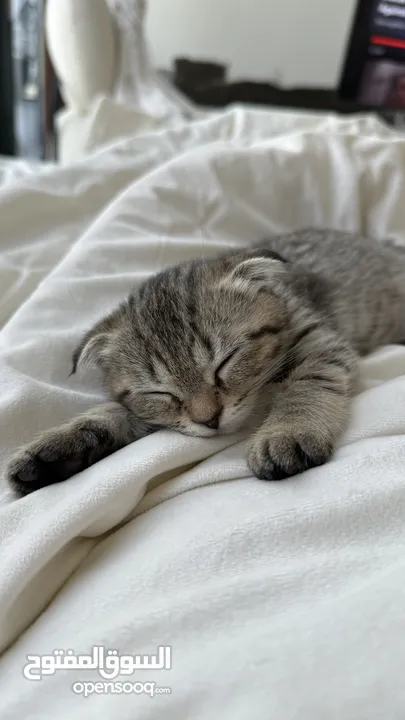 Super cute, playful scottish fold, 2 months old kitten