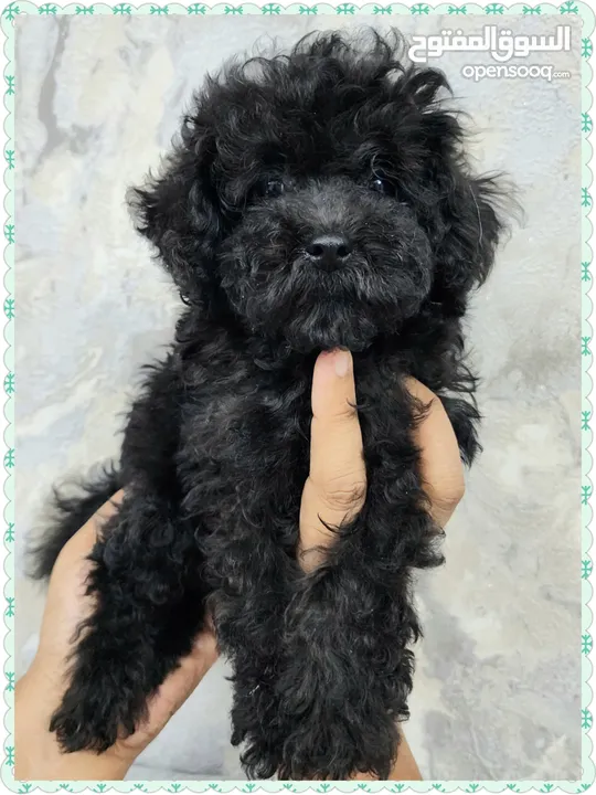 Toy Poodle Female Puppies