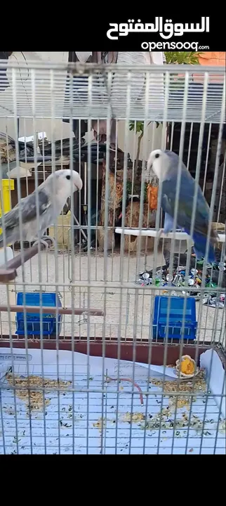 جوز طائر الروز