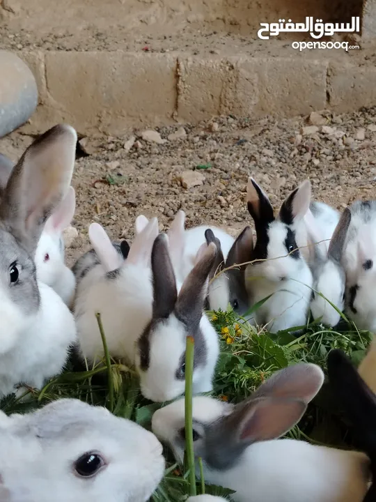 ارانب بلدي.. فرنسي..الذبح...جميع الوان والعمار وانثى وذكور...