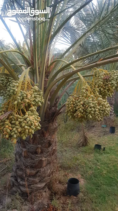 بستان نص دونم سهم