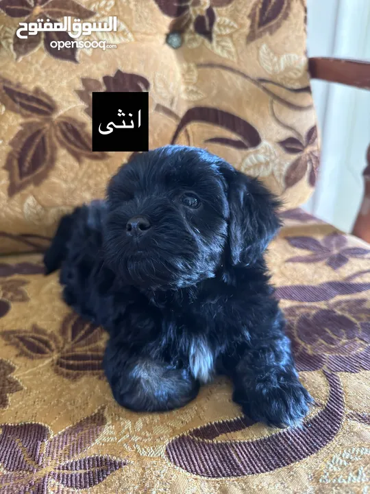 جراء فرينش تيرير للبيع