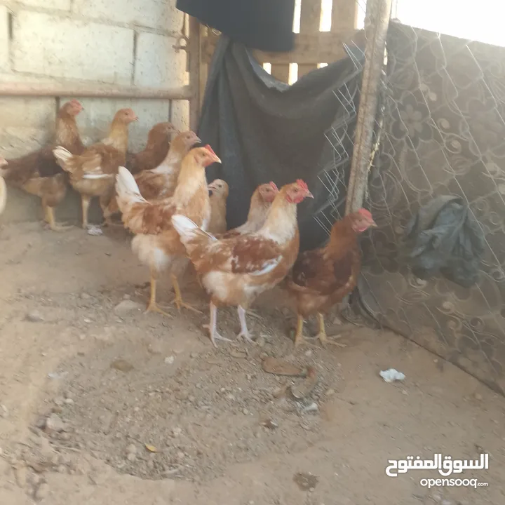 ديوك لوهمن