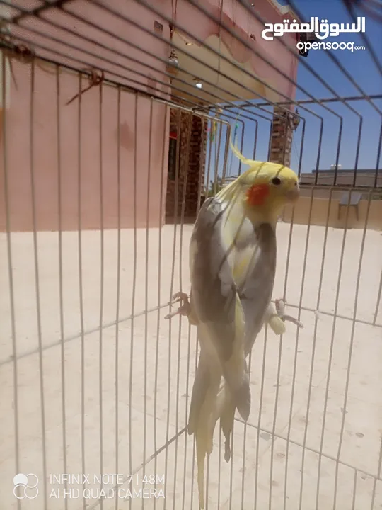 كوكتيل للبدل اقرا الوصف