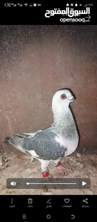 بسم الله الرحمن الرحيم   متاح بالصلاة على النبي   مسود قراقطه شامي   مطوق احمر   مطوق اسود   عنابي ا