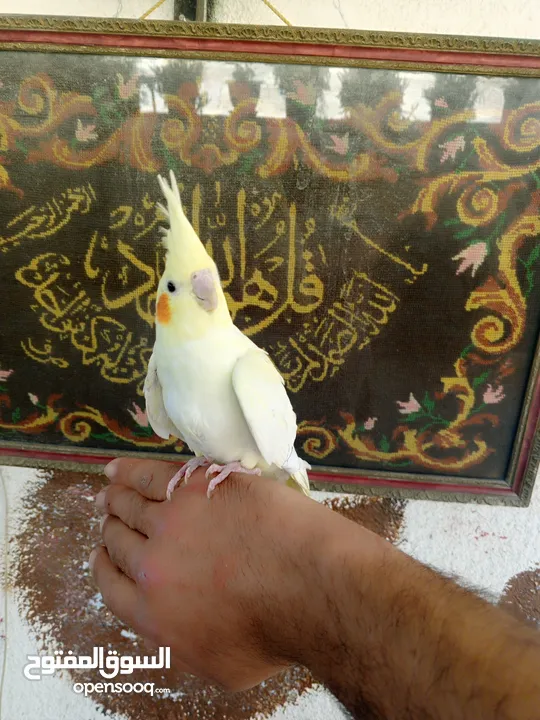 طيور للبيع