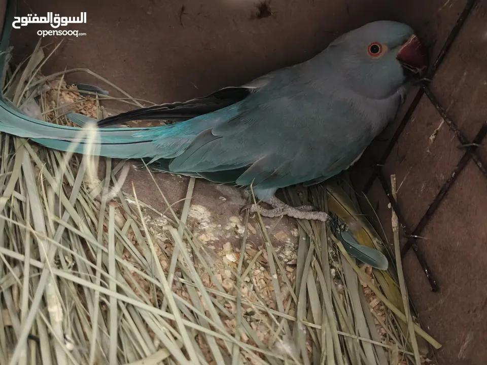 ببغاء كويكر. و دره. و فراخ دره و كويكر  تابع وصف طيور بسعر حرق