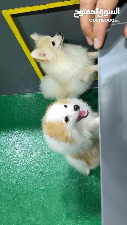 كلب بومرينيان فوكس فيس ذكر pomeranian  dog fox face male 5 month