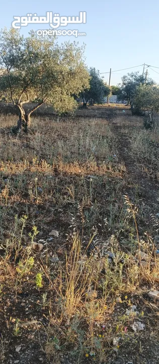 من اجمل مناطق كفر اسد  منطقه هادئه ومنظمه مزروعه أشجار زيتون ارض مثل الكف ما شاء الله تبارك الرحمن