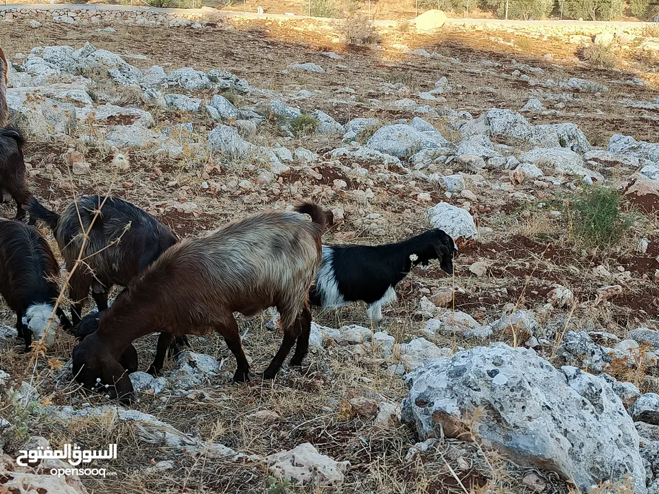 5معزى  للبيع نخب كفاله