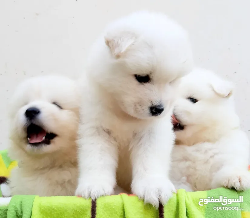 جرو سامويد سلالة نقية إنتاج محلي  pure breed samooed puppies