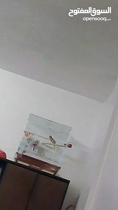 جوز كنار نحاسيات نار