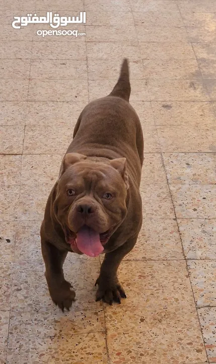 AMERICAN BULLY MALE