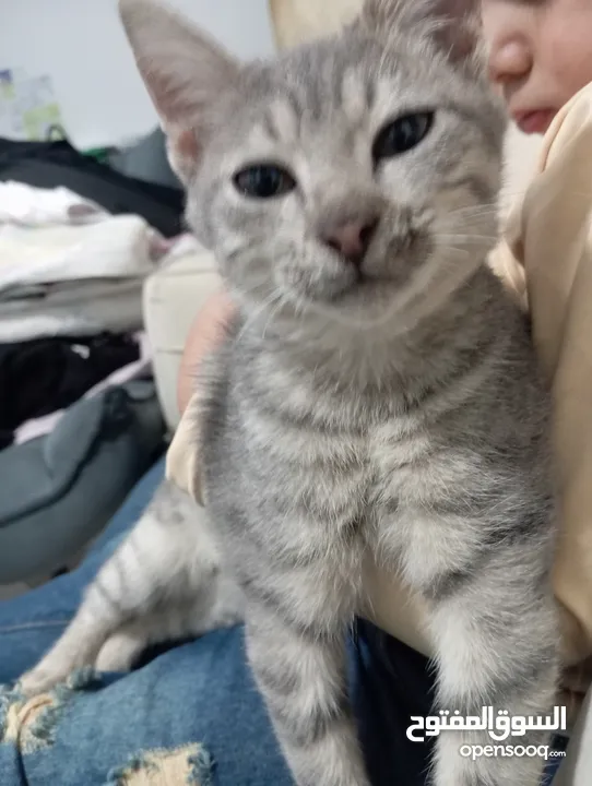 توبي كات (بندق) قط جميل جدا وأليف the best cat i have ever seen and i loke it