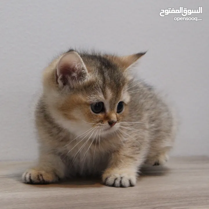 Kittens British Short Hair - كتنز برتش شورت هير