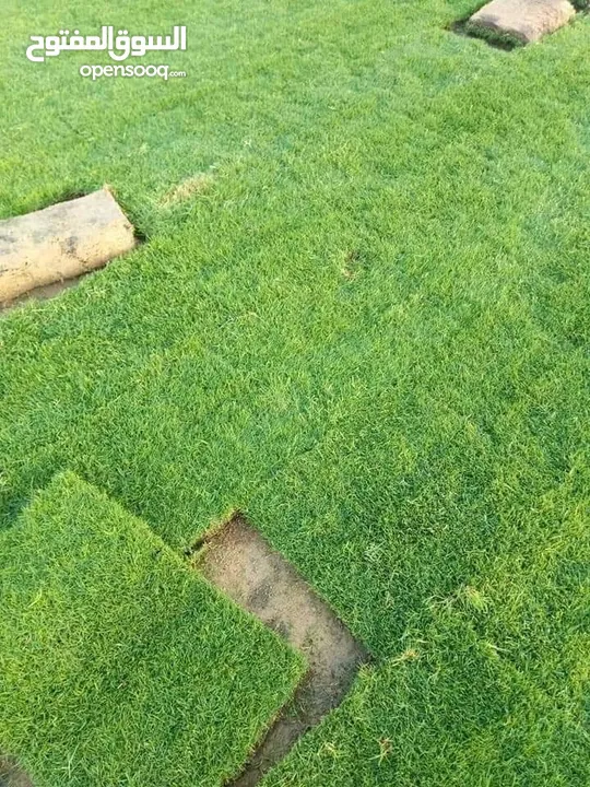 نجيل طبيعي بسبيلم بيور
