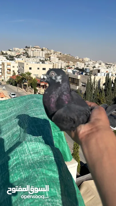 حمام للبيع السبب ال اعتزال سعر حرق