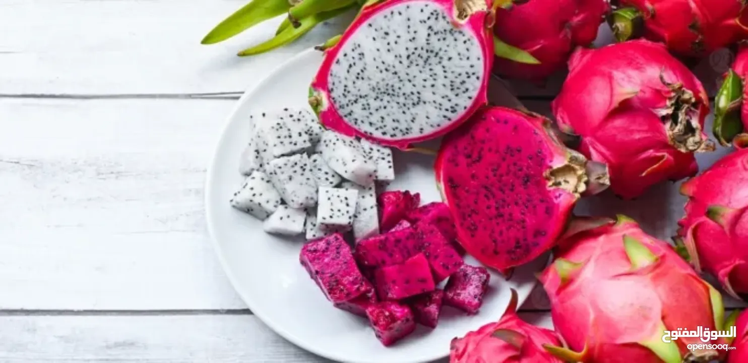 شتل فاكهه التنين