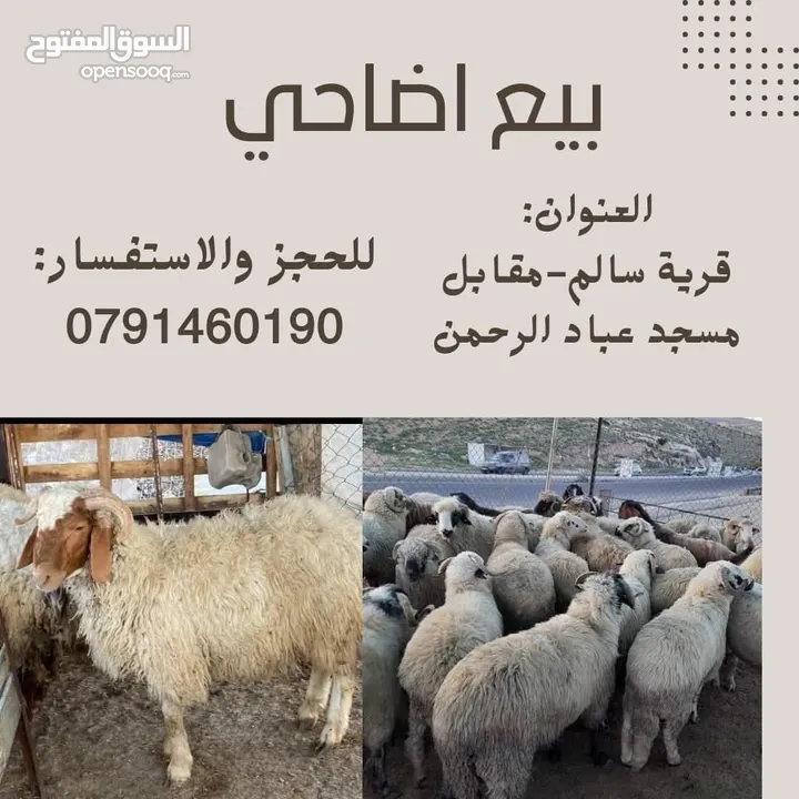 اضاحي العيد