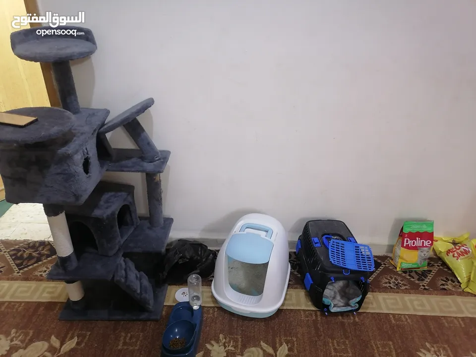 قط سكوتش فولد ذكر ماخذ جميع المطاعيم