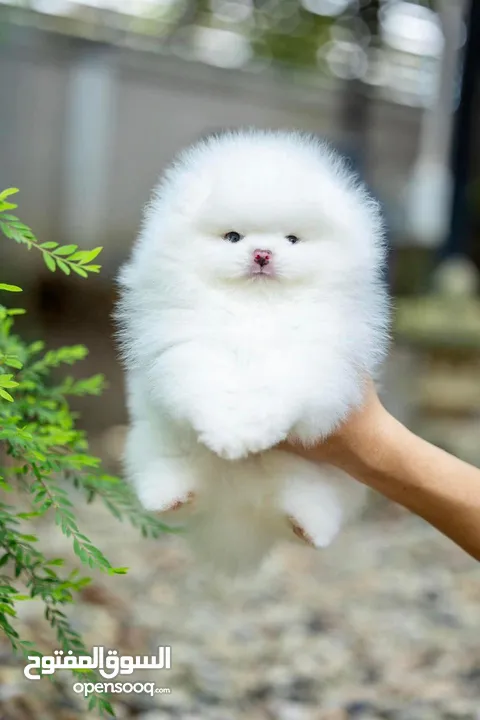 Friendly Teacup Pomeranian Puppies for sale