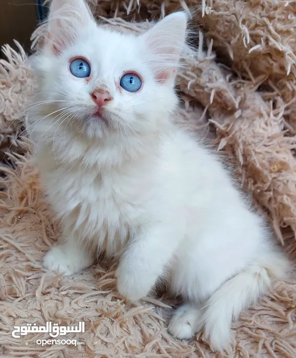 قطة انثى مكس شيرازي شهرين