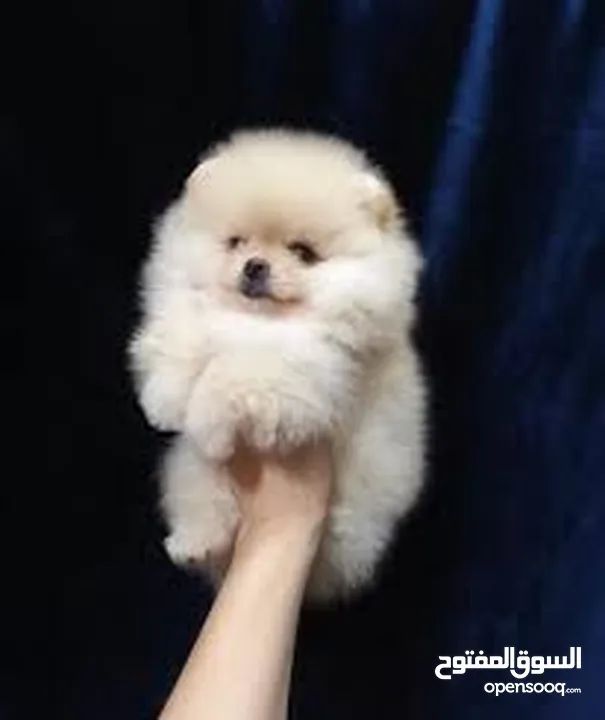 pomeranian puppy 2 months old