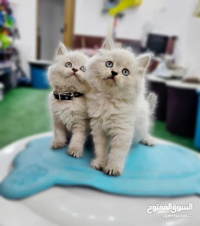 همالايا اقرا الوصف
