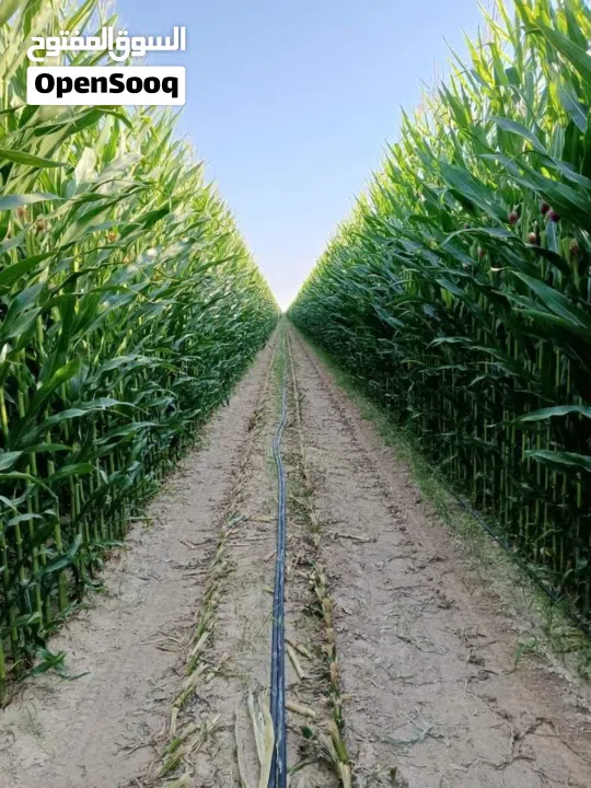 نِيغده – بور (Niğde – Bor) من أجمل وأخصب المناطق الزراعية في تركيا للبيع 10 ألف دونم ارض زراعية